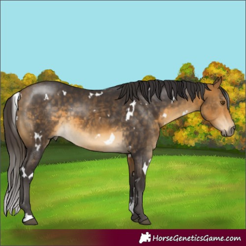 Horse Color:White Spotted Buckskin 