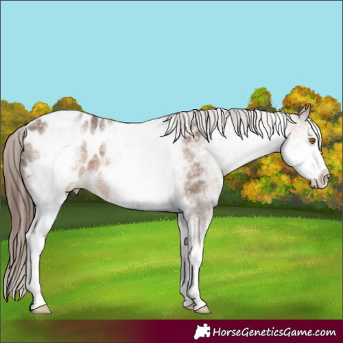 Horse Color:White Spotted Brown Dun Appaloosa 