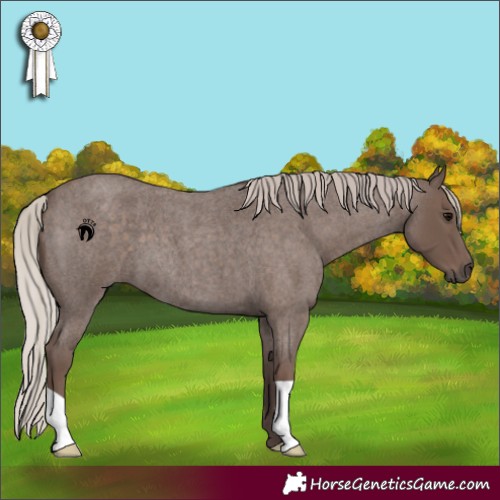Horse Color:Silver Blue Roan 