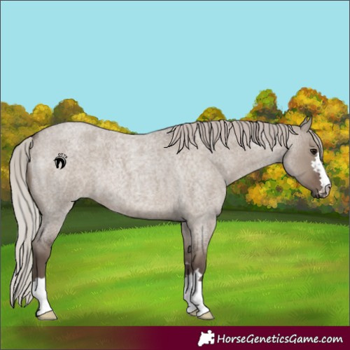 Horse Color:Silver Grullo Roan 