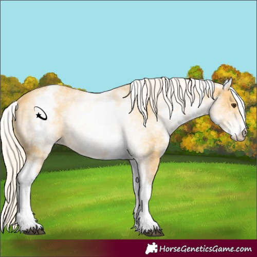 Horse Color:White Spotted Palomino 