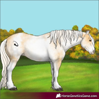 Horse Color:White Spotted Palomino