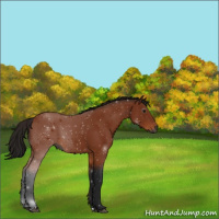 Horse Color:Gray Bay