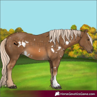Horse Color:White Spotted Chocolate Palomino Sabino 