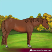 Horse Color:Chestnut 