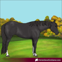Horse Color:Smoky Black Tobiano 