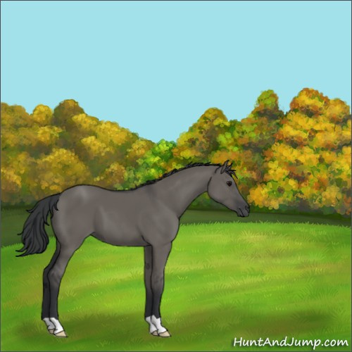 Horse Color:Grullo 