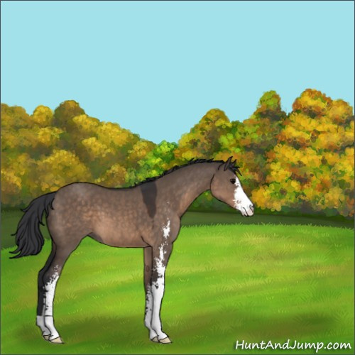 Horse Color:Brown Dun Sabino 