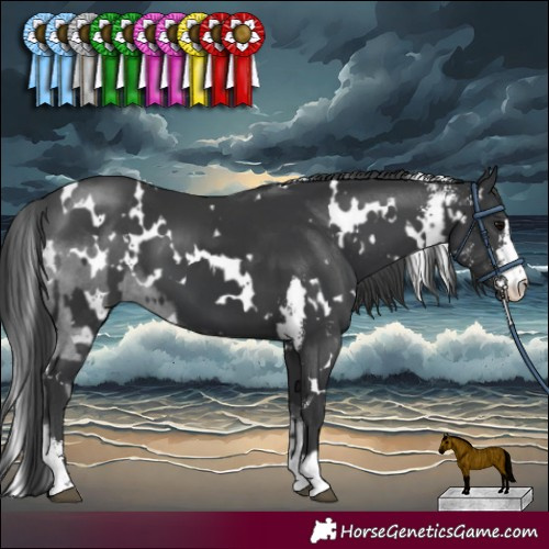 Horse Color:White Spotted Black Sabino  and White Spotted Black Sabino 