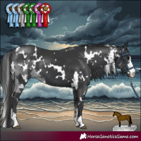 Horse Color:White Spotted Black Sabino  and White Spotted Black Sabino 