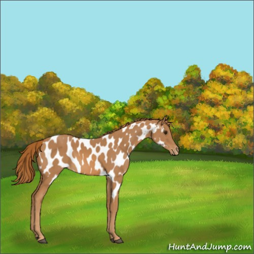 Horse Color:Unknown 