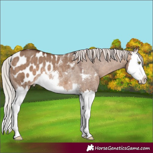 Horse Color:Silver Brown Dun Sabino Splash Appaloosa Rabicano 