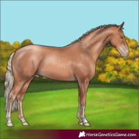 Horse Color:Gold Champagne 