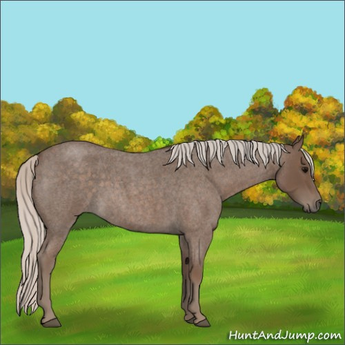 Horse Color:Silver Blue Roan