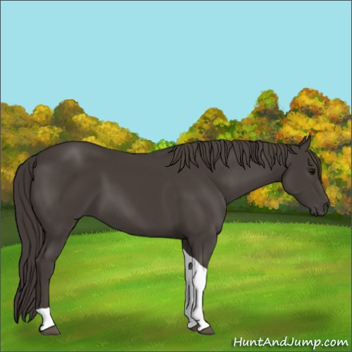 Horse Color:Smoky Black Tobiano 