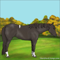 Horse Color:Smoky Black Tobiano 