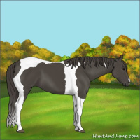 Horse Color:Smoky Black Tobiano 