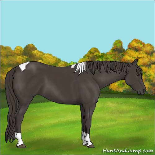 Horse Color:Smoky Black Tobiano