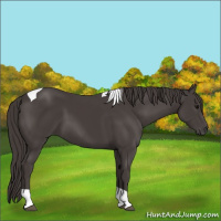 Horse Color:Smoky Black Tobiano 