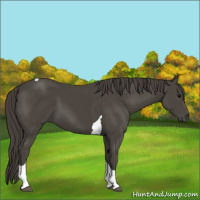 Horse Color:Smoky Black Tobiano 