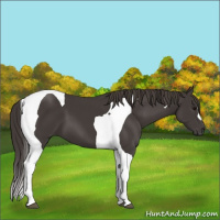 Horse Color:Smoky Black Tobiano 