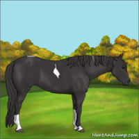 Horse Color:Smoky Black Tobiano 