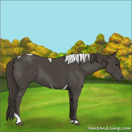 Horse Color:Smoky Black Tobiano 