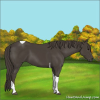 Horse Color:Smoky Black Tobiano 