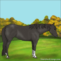 Horse Color:Smoky Black Tobiano 