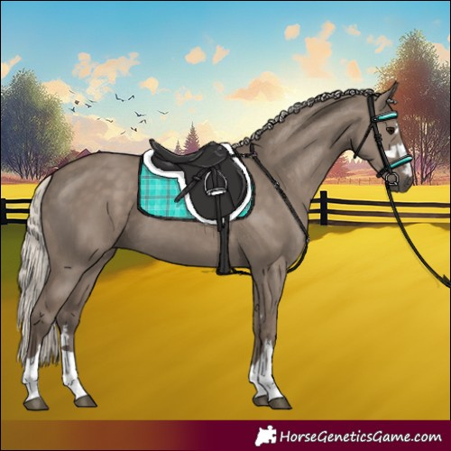 Horse Color:Silver Grullo