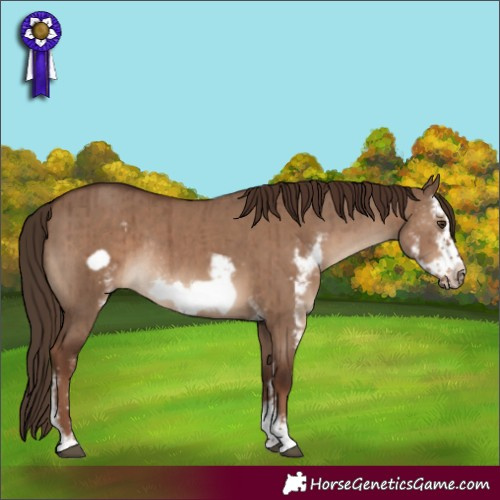 Horse Color:Liver Red Dun Sabino Frame Rabicano Brindle 