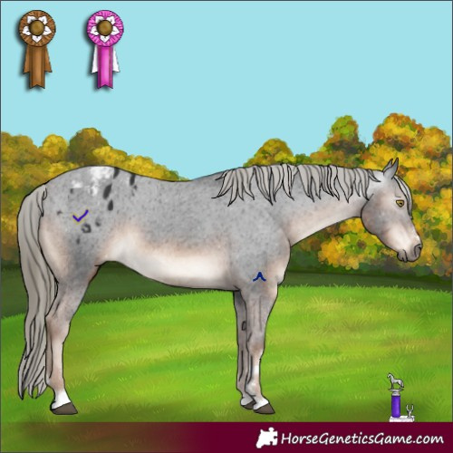 Horse Color:Gray Liver Chestnut Mushroom Appaloosa 