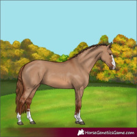Horse Color:Red Dun 