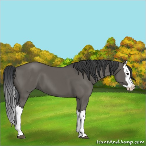 Horse Color:Grullo Splash 