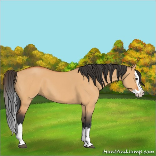 Horse Color:Bay Dun Splash 