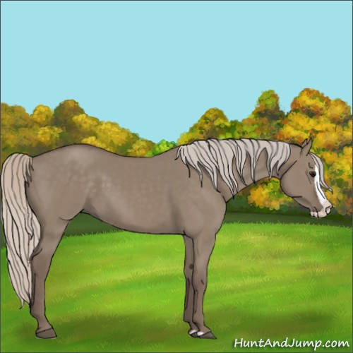 Horse Color:Silver Grullo Splash 