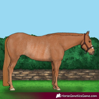 Horse Color:Chestnut Rabicano 