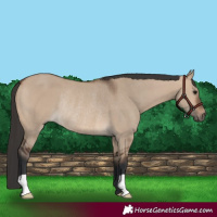 Horse Color:Brown Dun Rabicano