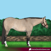 Horse Color:Brown Dun Rabicano 