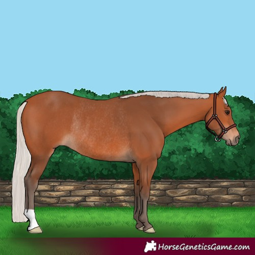 Horse Color:Silver Bay Rabicano 
