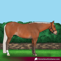 Horse Color:Silver Bay Rabicano
