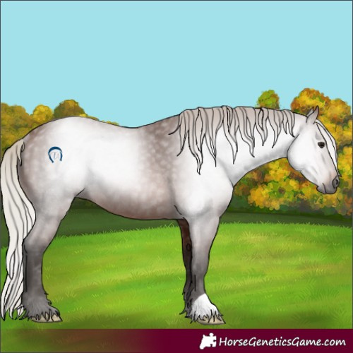 Horse Color:Gray Silver Bay Rabicano 