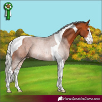 Horse Color:Silver Bay Sabino Tobiano