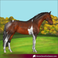 Horse Color:Brown Sabino Tobiano