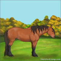 Horse Color:Bay 