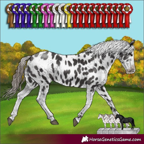 Horse Color:Smoky Black Sabino Near Leopard Rabicano