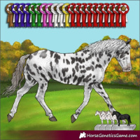 Horse Color:Smoky Black Sabino Near Leopard Rabicano 