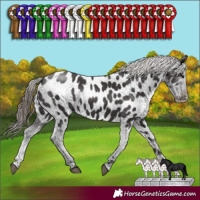 Horse Color:Smoky Black Sabino Appaloosa Rabicano