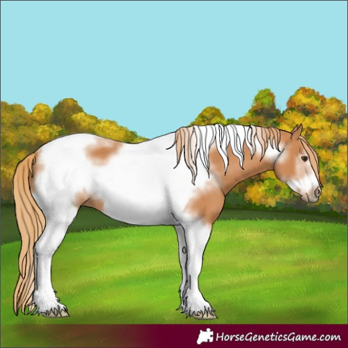 Horse Color:Chestnut Tobiano Frame 