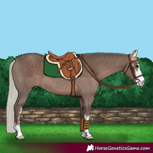 Horse Color:Silver Black Sabino 